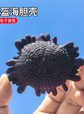 天然海螺头盔海胆壳地中海海洋风格diy多肉花盆创意灯罩摆件装饰