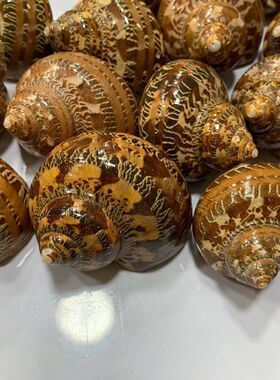 古文螺猫眼嵘螺天然贝壳海螺鱼缸造景家居装饰卷贝鱼寄居蟹替换壳