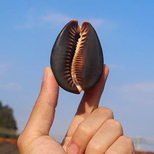 龟甲宝螺天然稀有海螺贝壳鱼缸水族造景装饰地中海家居收藏