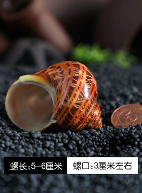 天然贝壳海螺卷贝鱼寄居蟹替换专用壳繁殖鱼缸虾窝造景水箱族装饰