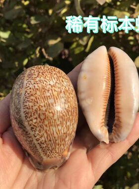 天然海螺贝壳阿拉伯宝螺水族鱼缸造景摆件家居装饰品创意礼物diy