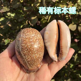 天然海螺贝壳阿拉伯宝螺水族鱼缸造景摆件家居装饰品创意礼物diy