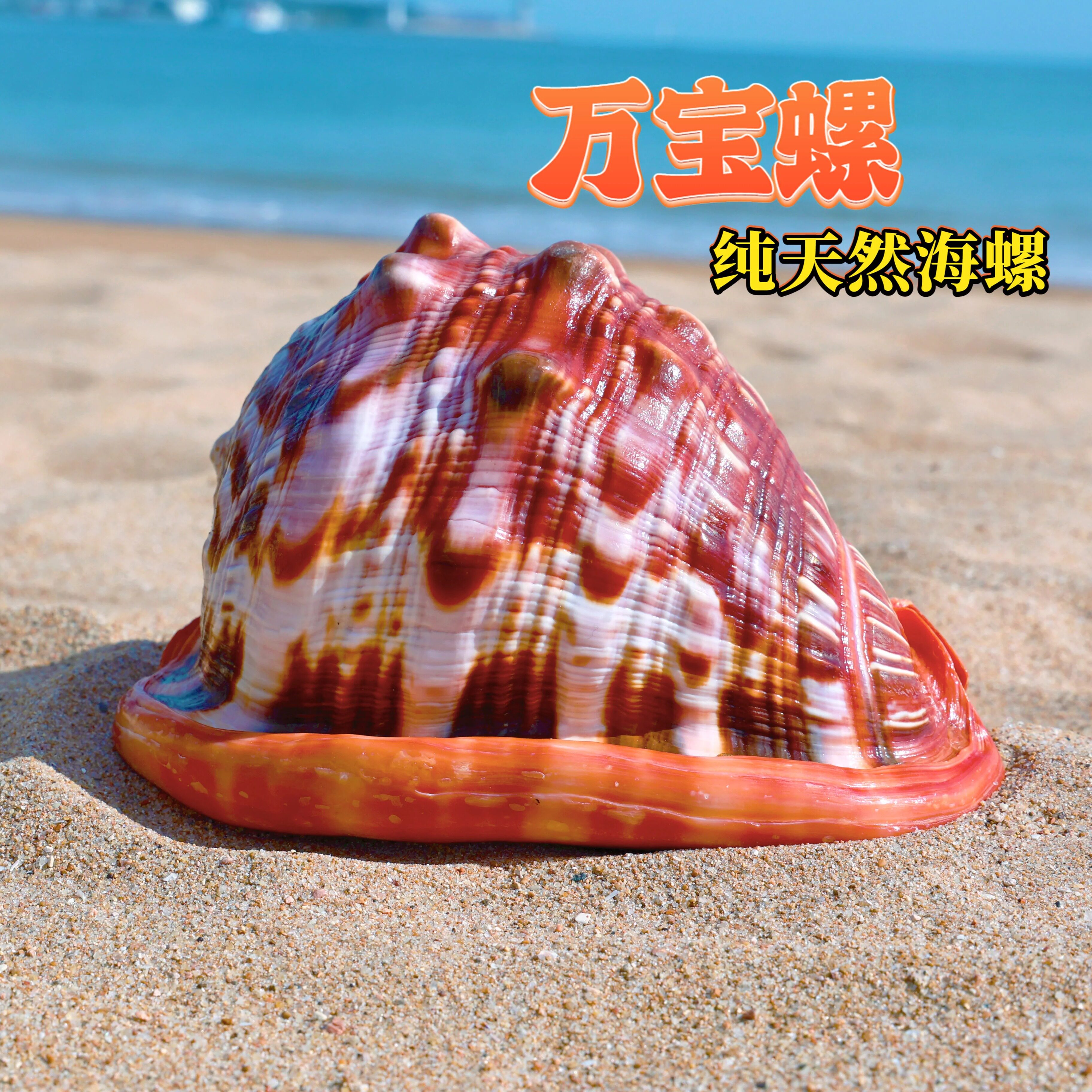 万宝螺天然超大海螺贝壳招财进宝万宝螺富贵螺家居摆件收藏礼品