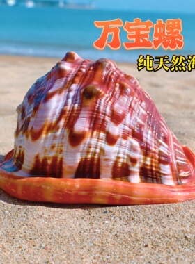 万宝螺天然超大海螺贝壳招财进宝万宝螺富贵螺家居摆件收藏礼品