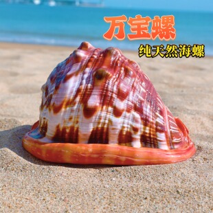 万宝螺天然超大海螺贝壳招财进宝万宝螺富贵螺家居摆件收藏礼品