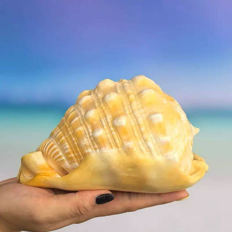 稀有黄色万宝螺招财进宝贝壳摆件天然四大名螺鱼缸造景水族装饰品