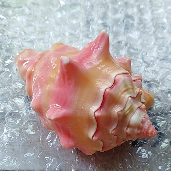 天然海螺贝壳胭脂螺家居装饰摆件鱼缸造景地中海风情海洋特色礼物