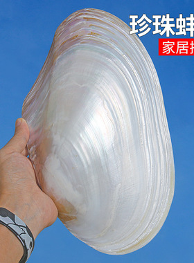 天然大珍珠蚌壳超大贝壳拍摄道具海螺鱼缸造景装饰摆件果盘餐盘