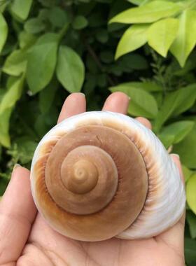 天然海螺贝壳面包螺蜗牛螺水族鱼缸造景卷贝鱼寄居蟹替换壳标本螺