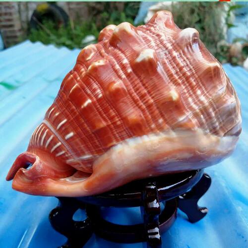 天然万宝螺特大礼品摆件