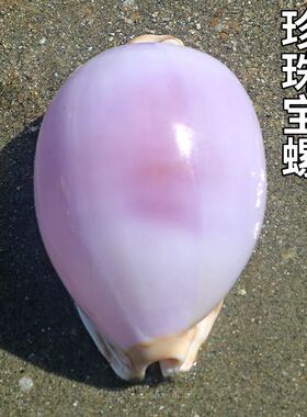 天然稀有海螺贝壳地图珍珠宝螺白紫宝螺地中海家居收藏装饰创意礼