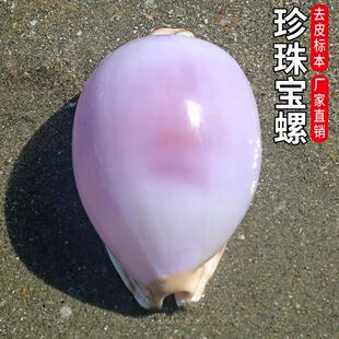 天然稀有海螺贝壳地图珍珠宝螺白紫宝螺地中海家居收藏装饰创意礼
