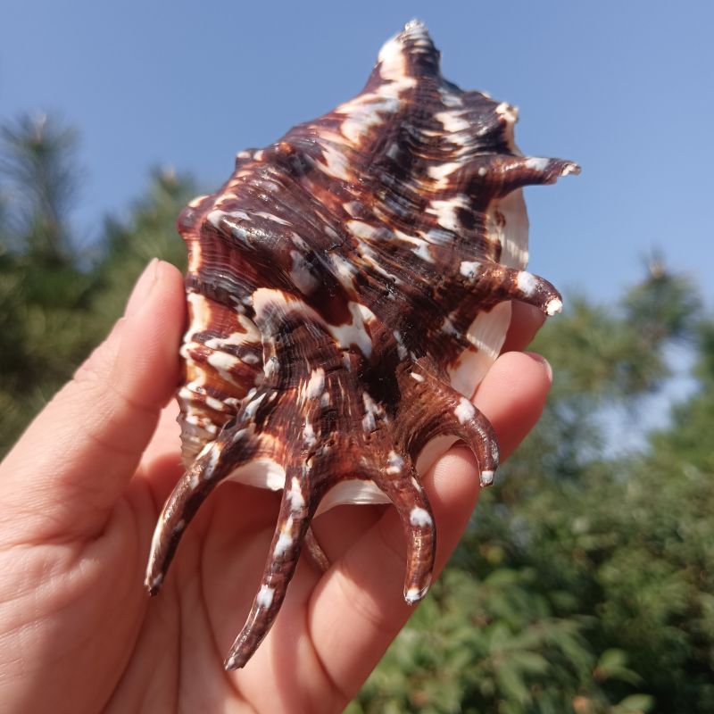 天然海螺菲律宾花斑纹七角螺壳鱼缸造景天然摆件装饰小孩认物大海