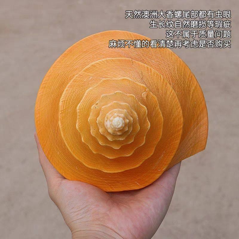 超大澳洲圣螺澳洲长香螺天然贝壳海螺收藏摆件吹响号角地中海响螺