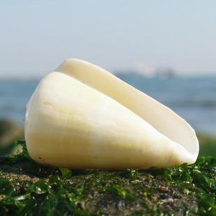 天然黄芋螺海螺贝壳黄玉米螺标本螺水族鱼缸造景家居装饰婚庆道具