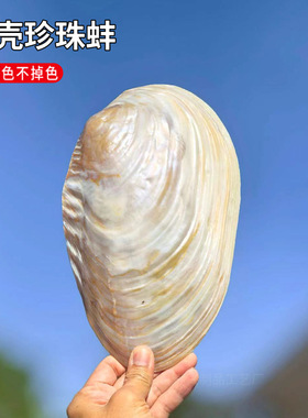 天然大珍珠蚌壳超大贝壳拍摄道具海螺鱼缸造景装饰摆件果盘餐盘