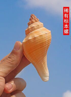 天然贝壳海螺黄色长香螺火炬长旋螺黄号螺鱼缸造景摄影道收藏标本