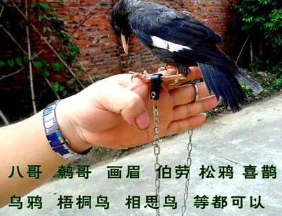 爆款热卖八哥脚链脚环鹩哥脚套鹰