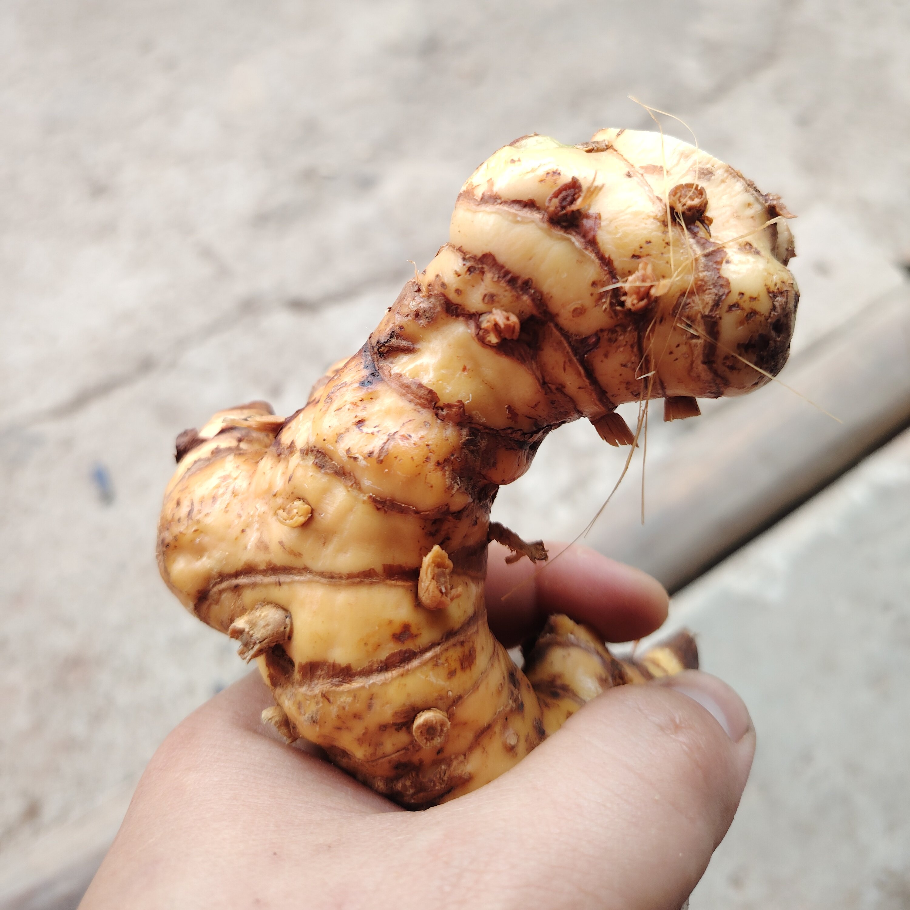 山姜之南姜高良姜辛辣烧烤潮汕牛肉火锅卤味