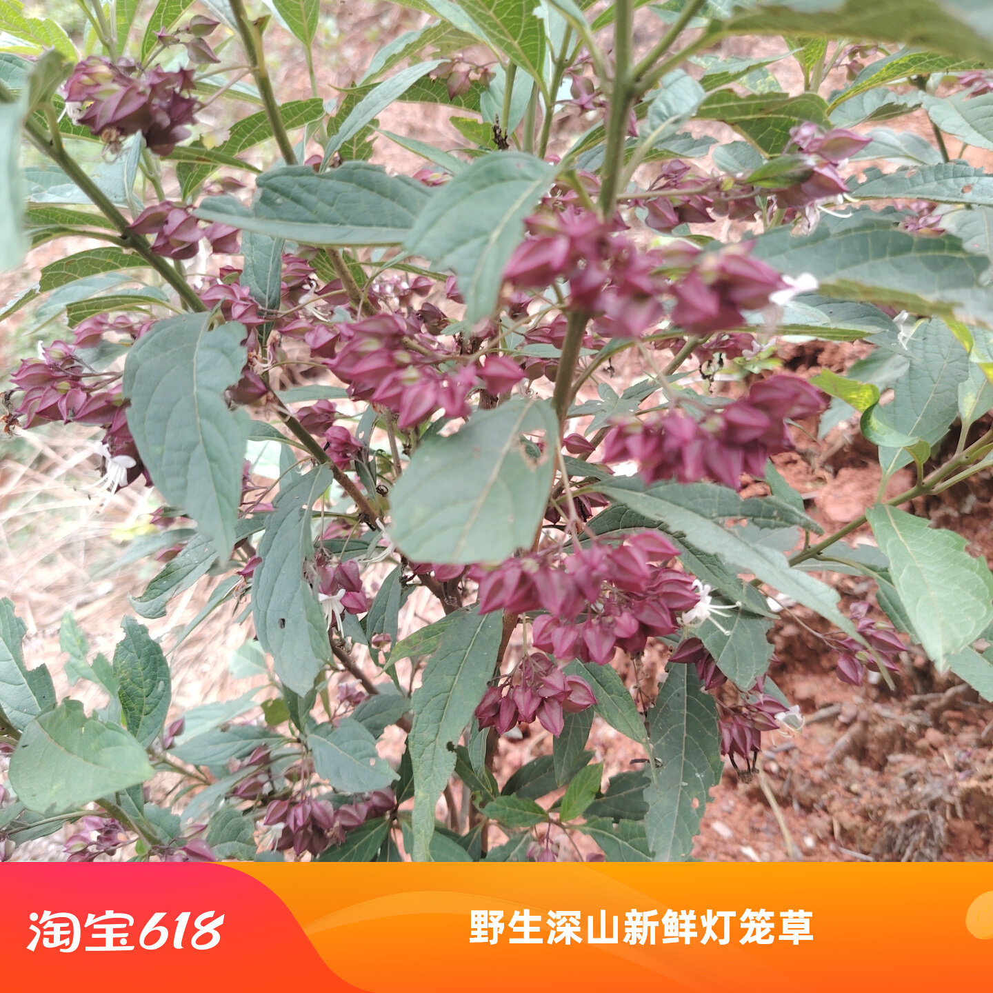 野生深山新鲜白花草药500g
