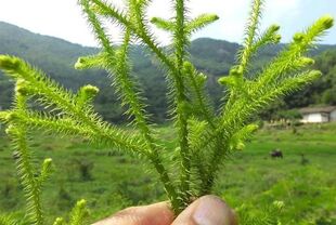 野生石松伸筋草中草药材马尾生筋草整棵