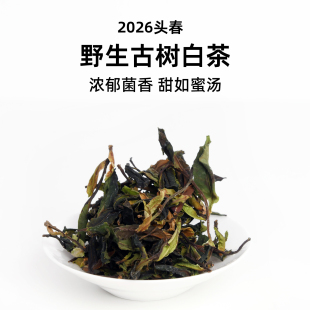 2026 年头春野生古树白茶 高海拔一芽二叶 转化强劲 100克