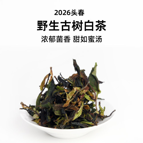 2026头春野生古树白茶