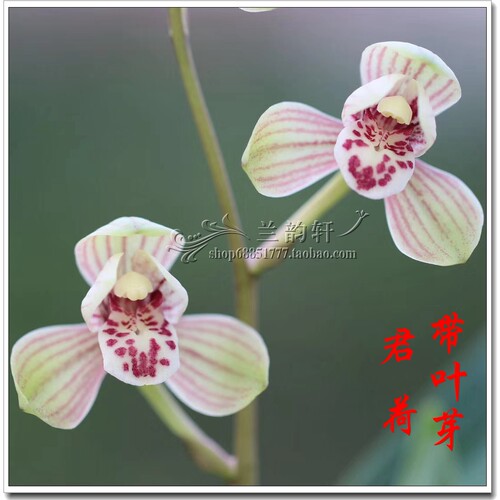 带花苞兰花建兰四季兰 君荷 建兰八大品荷瓣老种自然种植浓香庭院