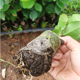 油茶树苗种苗扦插嫁接营养袋【白色无纺布可降解育苗杯】不伤根系