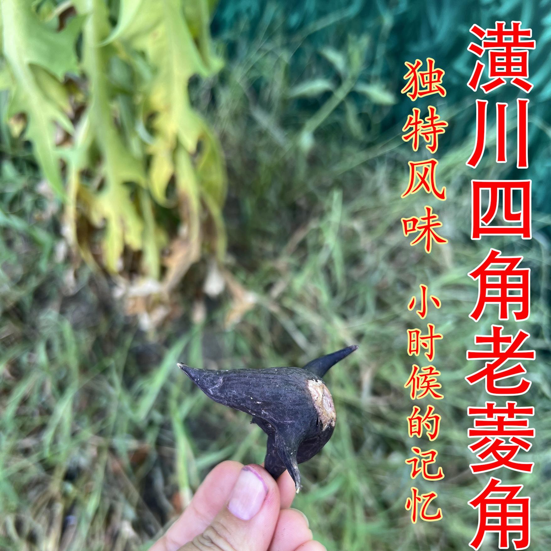潢川两角菱角野生菱角老菱角熟菱角生的是红色煮熟发货黑的