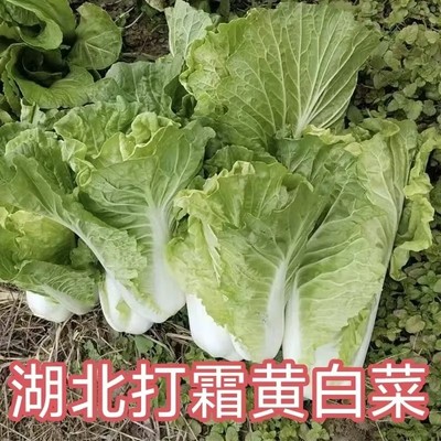白菜湖北黄白菜绿叶黄心蔬菜青菜