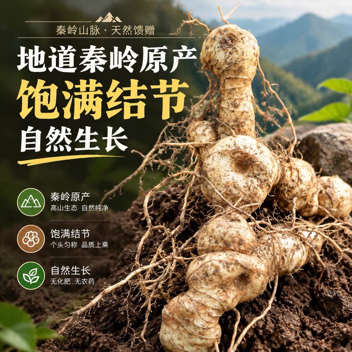 正品秦岭新鲜黄精鸡头黄精现挖现发非九蒸九晒纯野生黄精煲汤泡酒