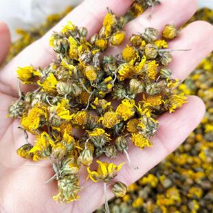 2025正宗天然秦岭野菊花胎菊苦菊菊花茶中药材泡澡散装