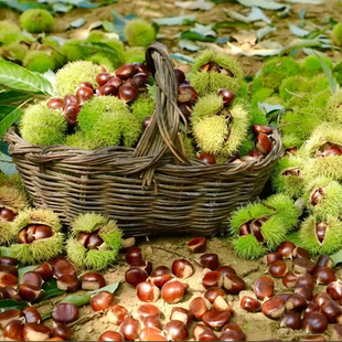 2025陕西特产新鲜野生小毛栗小板栗油栗网红休闲零食原味散装即食