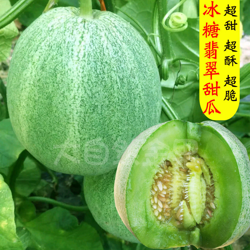 冰翡翠甜瓜种子超甜绿皮绿肉香瓜家庭园艺种子