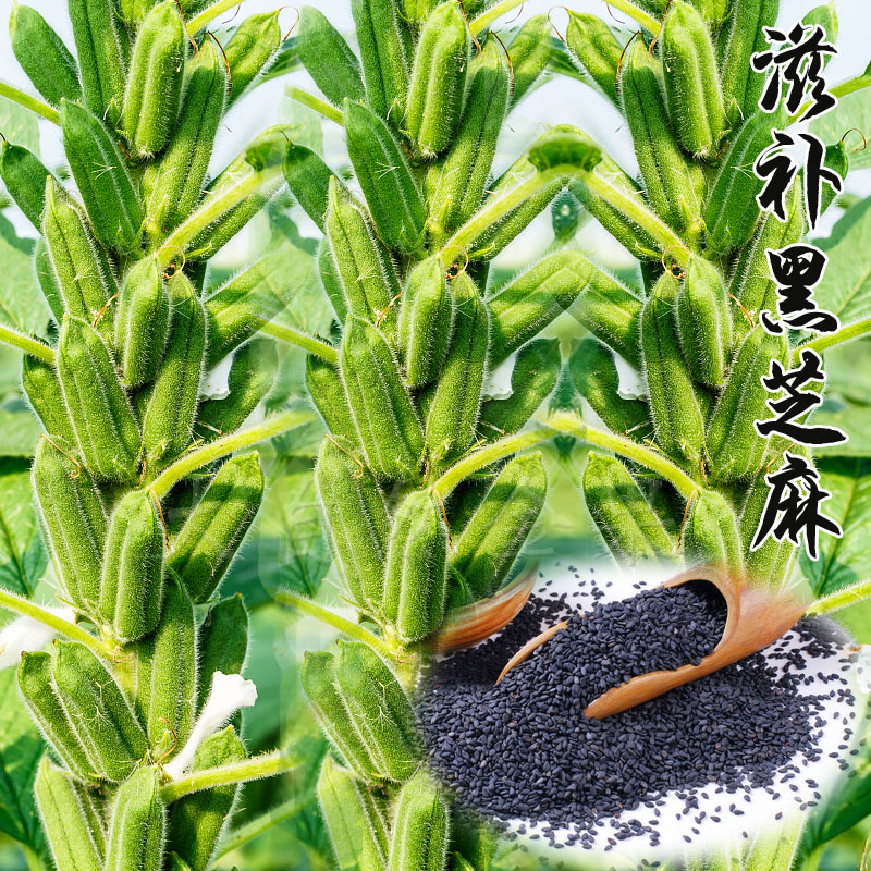 白芝麻种子黑芝麻种籽五谷杂粮高油春季夏季高产农家易活蔬菜种孑图片