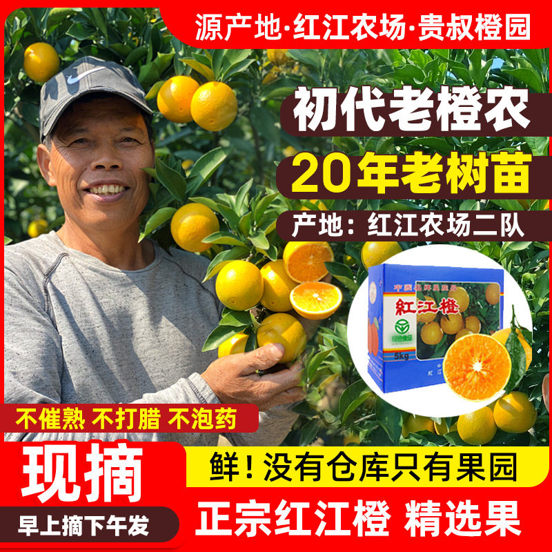 红江橙正宗红江农场现摘现发橙子广东湛江贵叔橙园旗舰廉江红橙