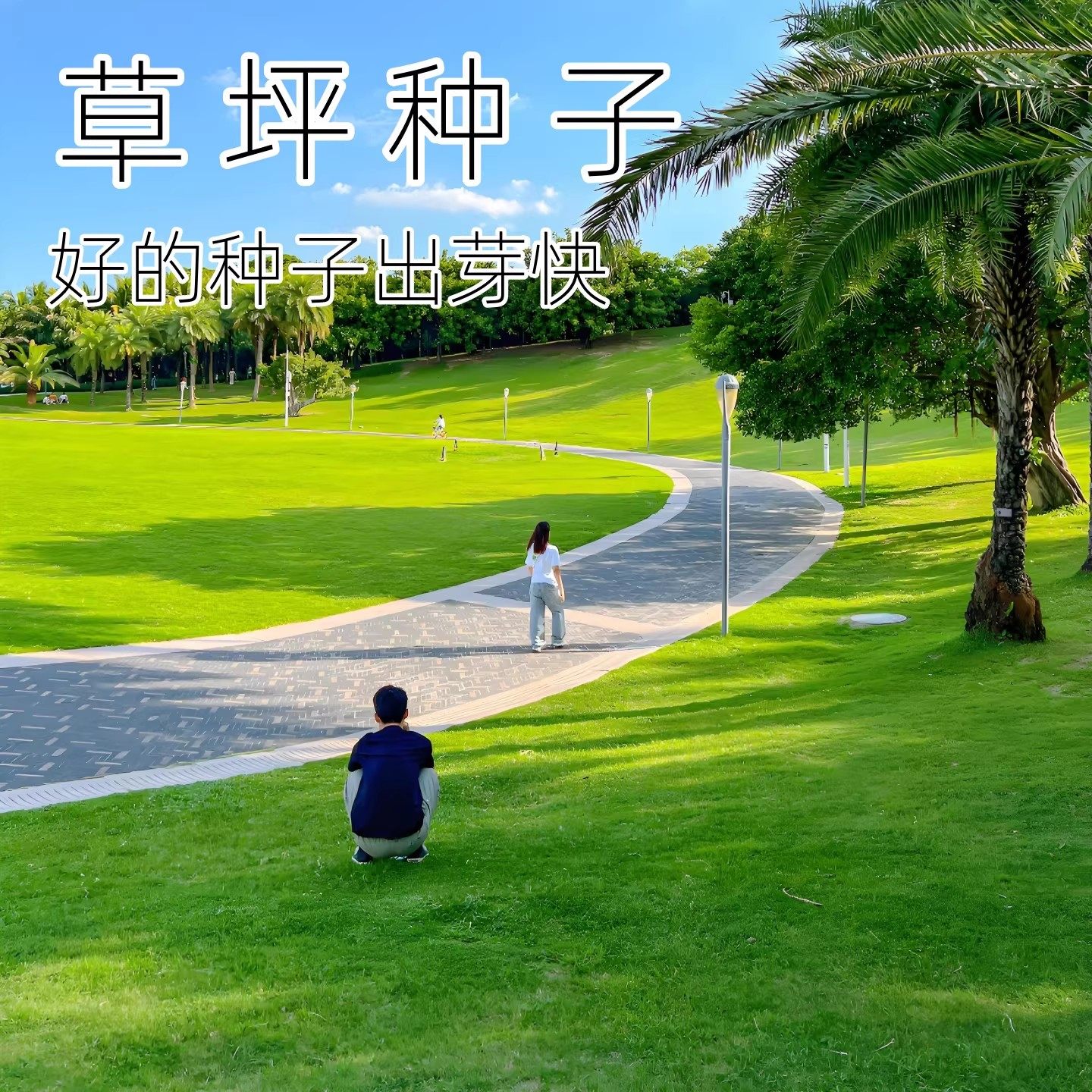 高尔夫地毯草种籽四季长青狗牙根耐践踏高档草坪草籽矮生草皮种子,鲜花速递/花卉仿真/绿植园艺,家庭园艺种子,淘宝优惠券,粉丝福利购,淘宝优惠卷