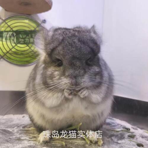 广州珠岛龙猫店米色标灰银斑粉白