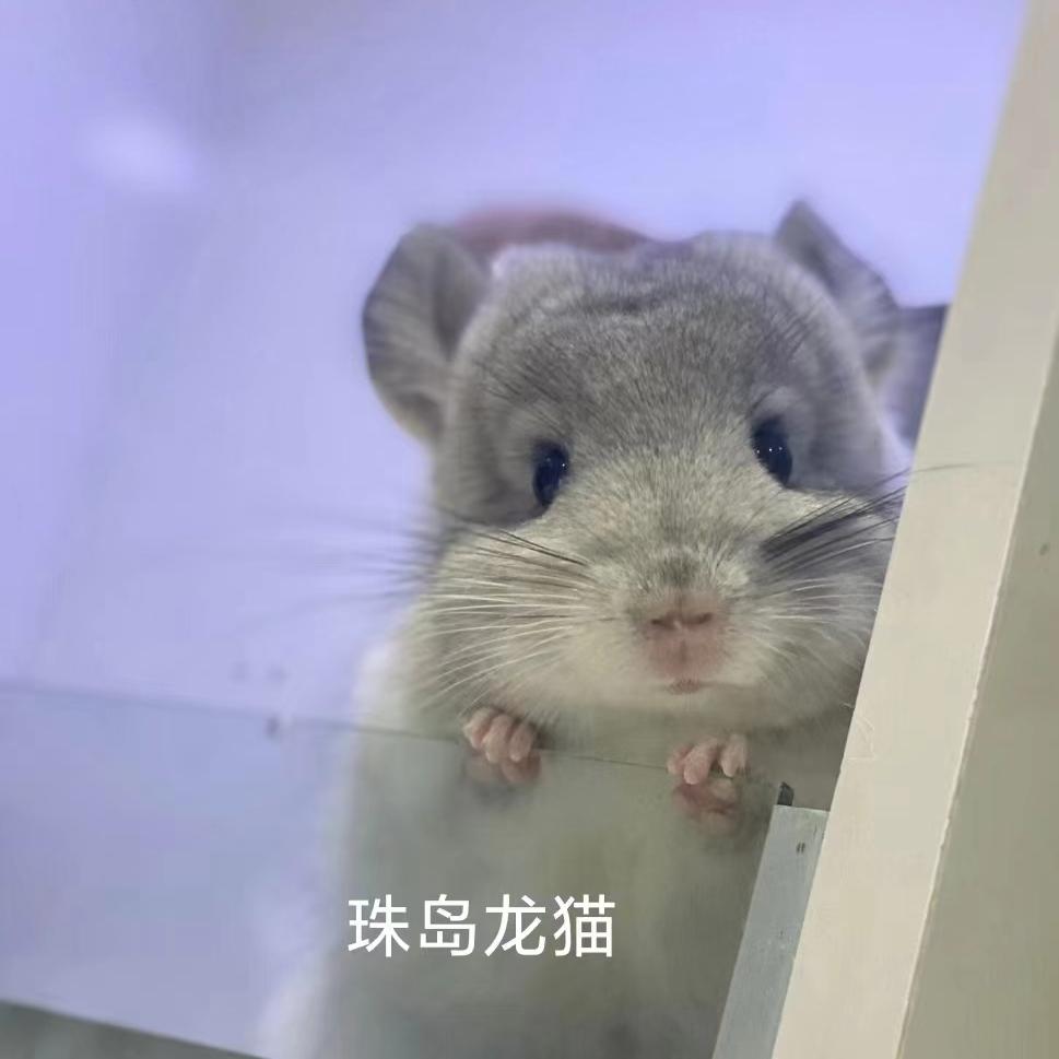 网红活体银斑纯白标灰龙猫