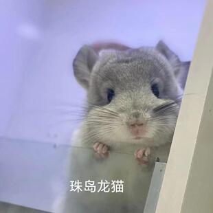 珠岛龙猫 三个月大 长毛银斑DD