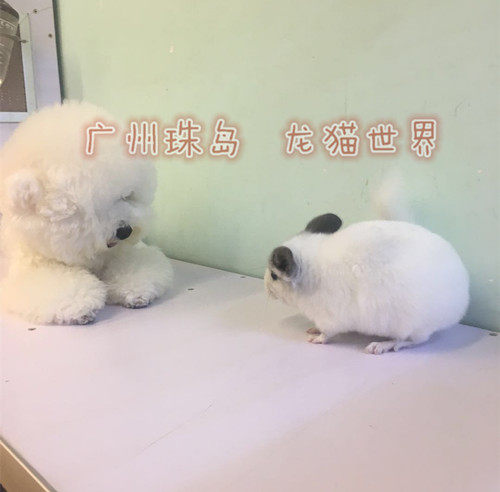2个月大银斑mm龙猫宝广州