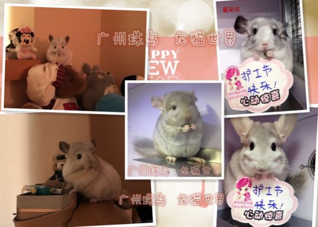 广州珠岛龙猫 专业龙猫酒店 龙猫寄养 24小时恒温空调