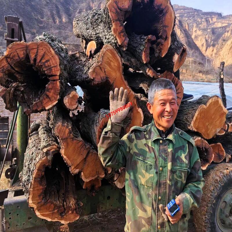 陕西千年自然雷枣木活树采伐雷劈木 深山老枣树原木 切割木条木段