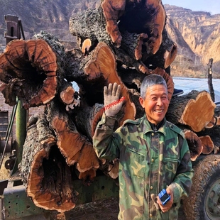 陕西千年自然雷枣木活树采伐雷劈木 深山老枣树原木 切割木条木段