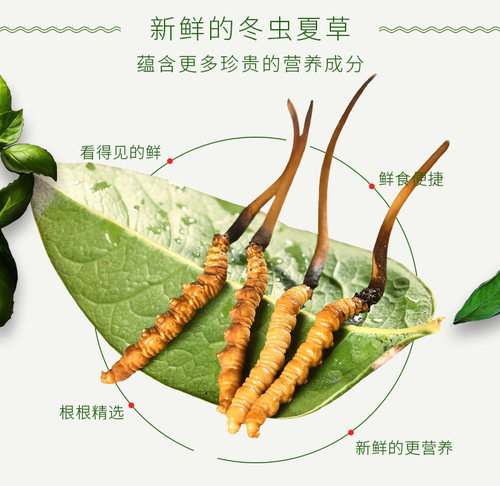 新鲜上市精选冬虫夏草贯康