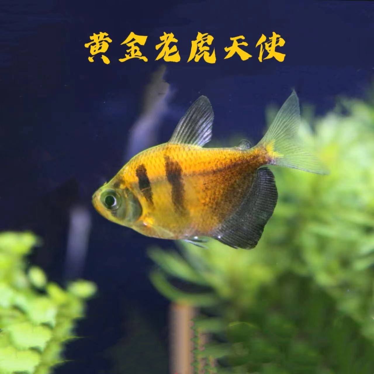 【黄金老虎天使】小型水族彩色宠物活体热带鱼观赏鱼 宠物/宠物食品及用品 鱼 原图主图