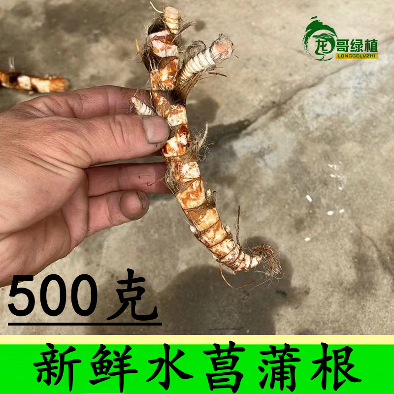 新鲜水菖蒲根中药 臭蒲根 菖蒲龙根500克 中药材 传统滋补营养品 其他药食同源食品 原图主图