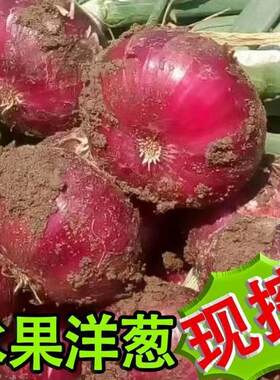 河南开封现挖新鲜红洋葱