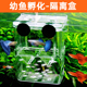 鱼缸孔雀鱼隔离盒孵化盒凤尾母鱼繁殖盒小鱼胎生鱼幼鱼亚克力产房